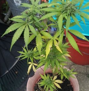 Meet your Posher, Richards